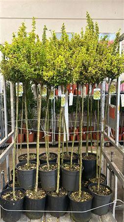 Горшечные цветы и растения оптом Euonymus Fortunei Stammen * Spring Deal * от 1шт из Голландии с доставкой по России