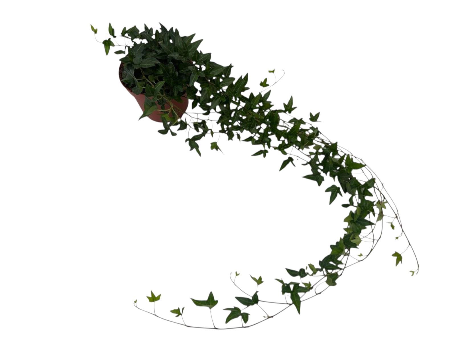 Горшечные цветы и растения оптом Hedera Shamrock Medium Long от 10шт из Голландии с доставкой по России