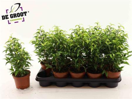 Горшечные цветы и растения оптом Ficus Be Natasja от 10шт из Голландии с доставкой по России