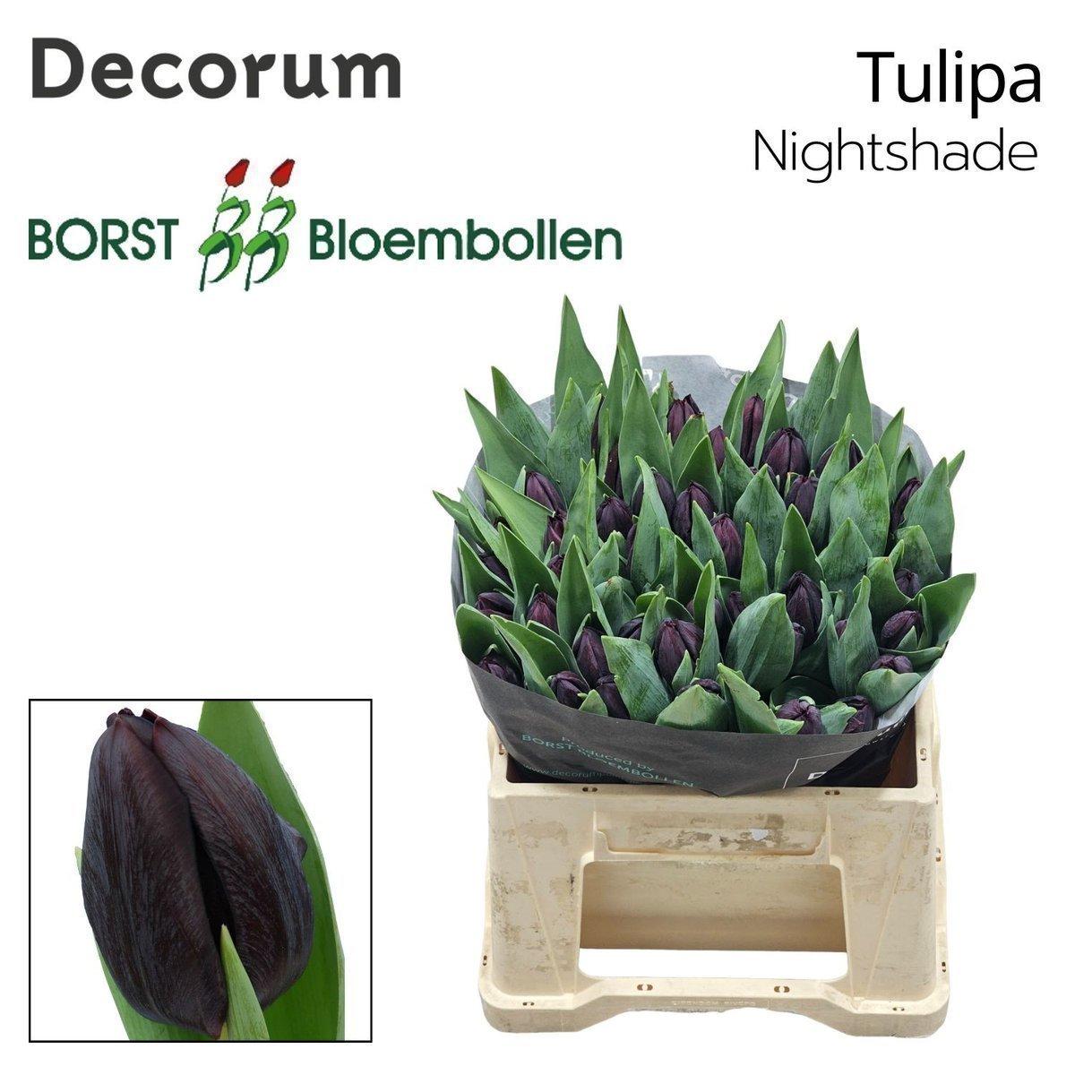 Срезанные цветы оптом Tulipa si nightshade от 50шт из Голландии с доставкой по России