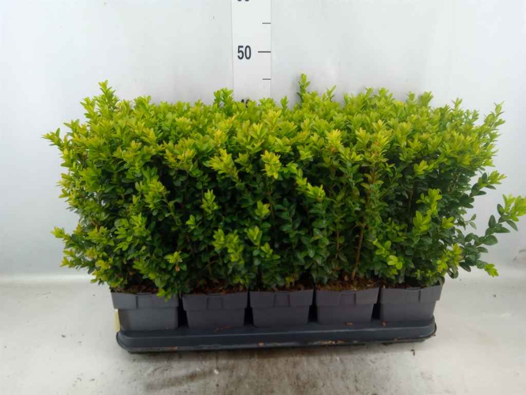 Горшечные цветы и растения оптом Buxus Semp.   ... от 10шт из Голландии с доставкой по России