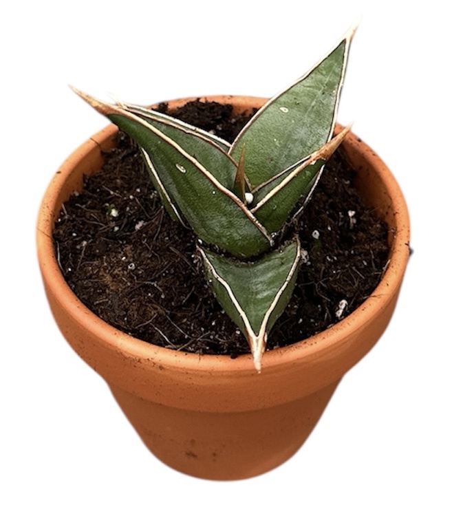 Горшечные цветы и растения оптом Sansevieria Pinguicula от 1шт (для телеги) из Голландии с доставкой по России