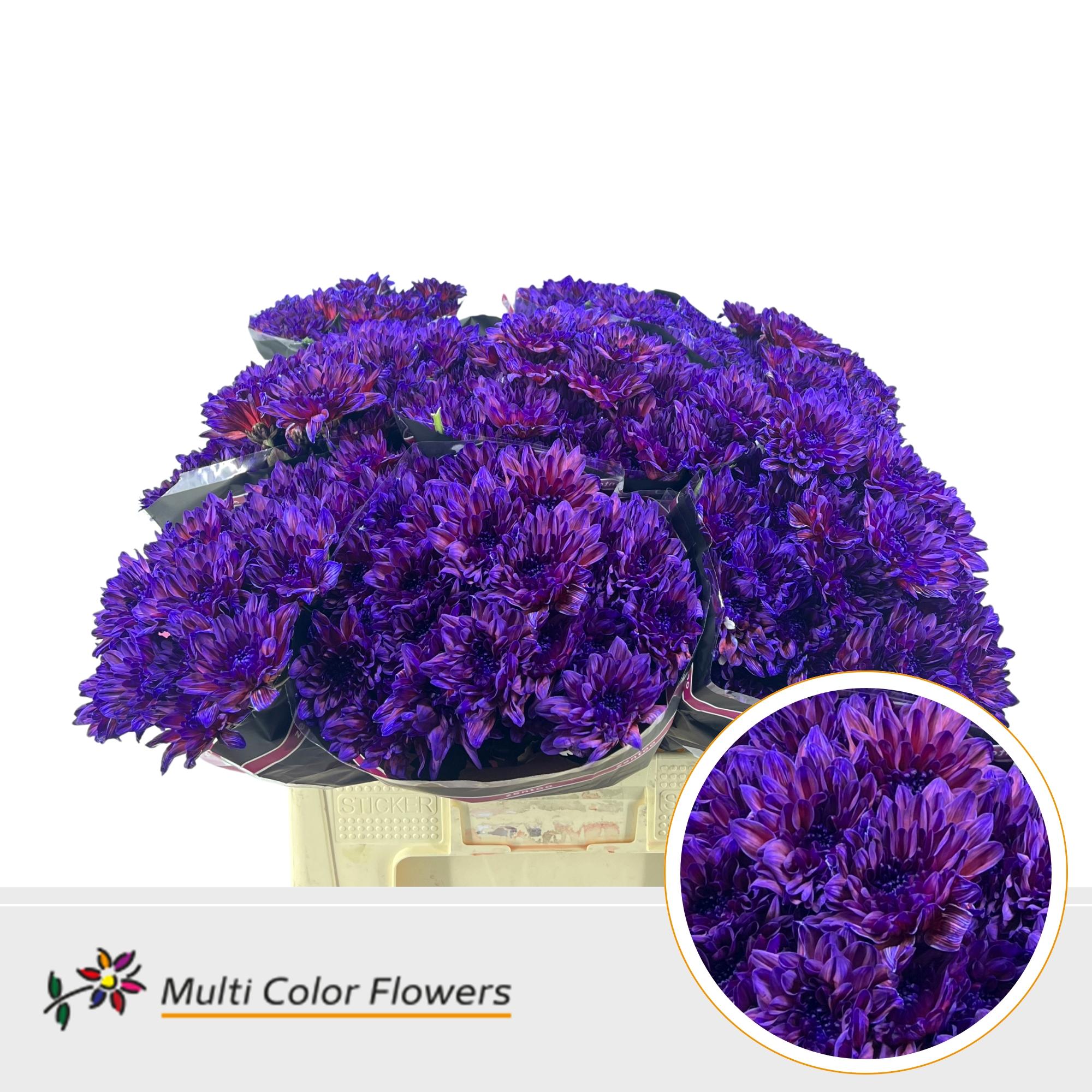 Срезанные цветы оптом Chrys sp paint baltica galaxy от 40шт из Голландии с доставкой по России