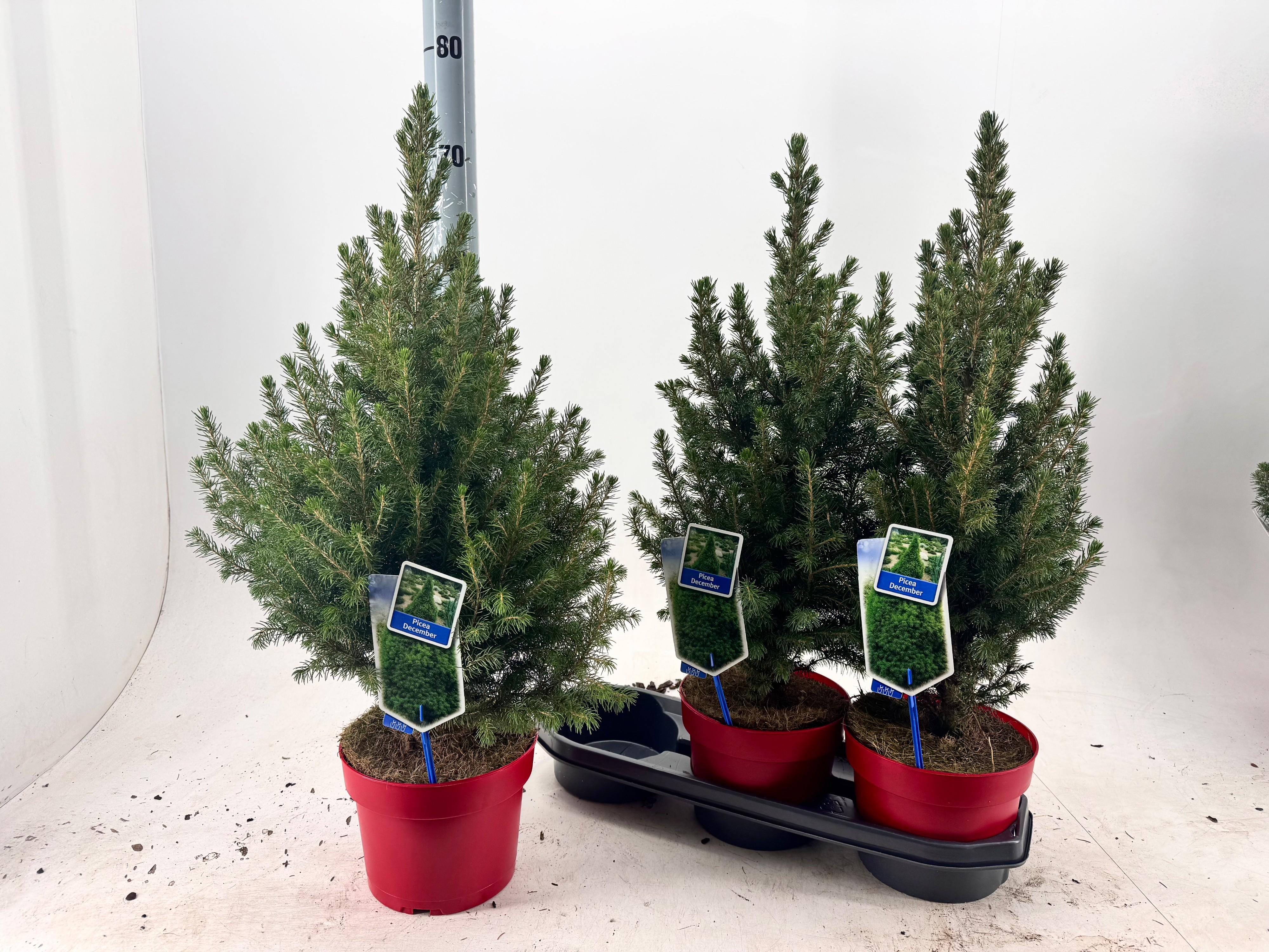 Горшечные цветы и растения оптом Picea Gl December от 3шт из Голландии с доставкой по России