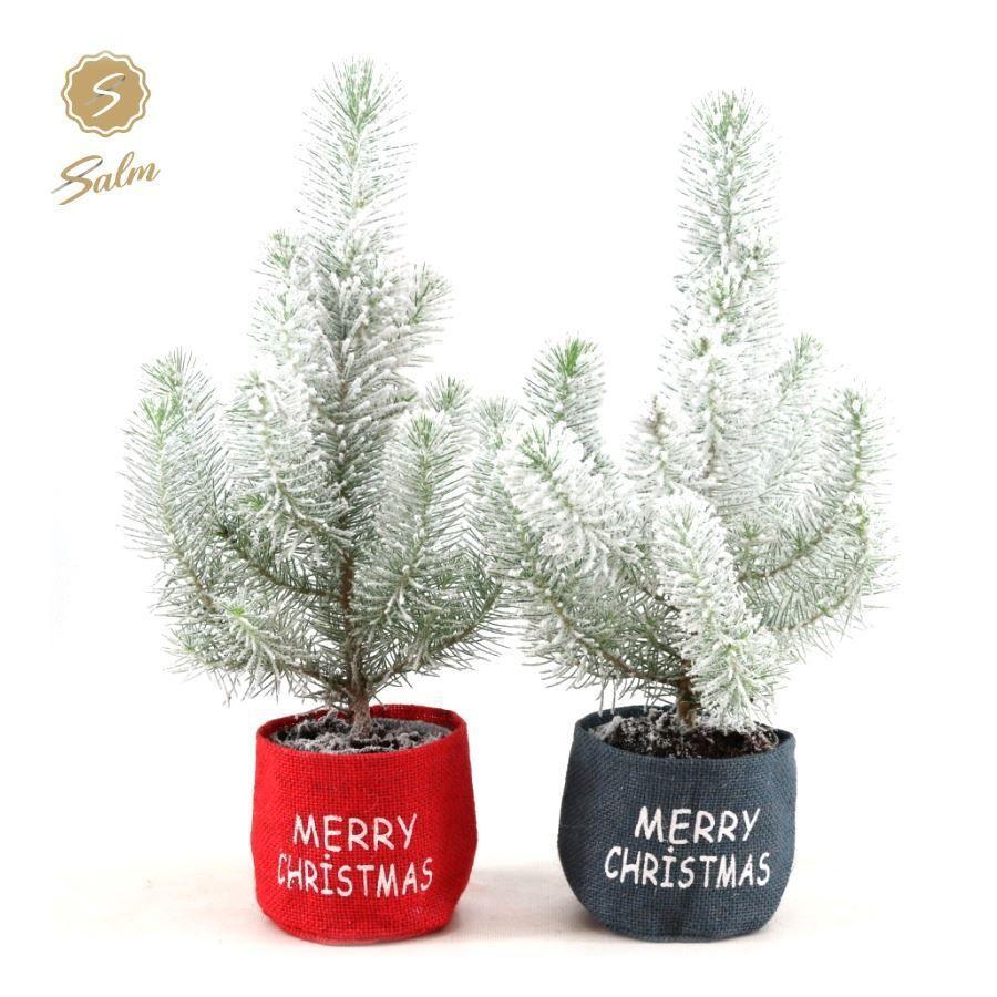 Горшечные цветы и растения оптом Pinus Silver Crest Snow (+ Drp.basket) от 6шт из Голландии с доставкой по России