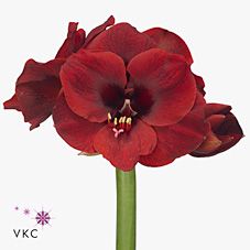 Срезанные цветы оптом Hippeastrum liberty от 12шт из Голландии с доставкой по России