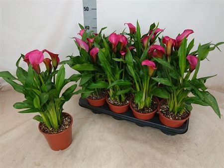 Горшечные цветы и растения оптом Zantedeschia Roze 4-5++ от 8шт из Голландии с доставкой по России
