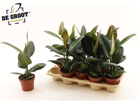 Горшечные цветы и растения оптом Ficus El Robusta от 10шт из Голландии с доставкой по России