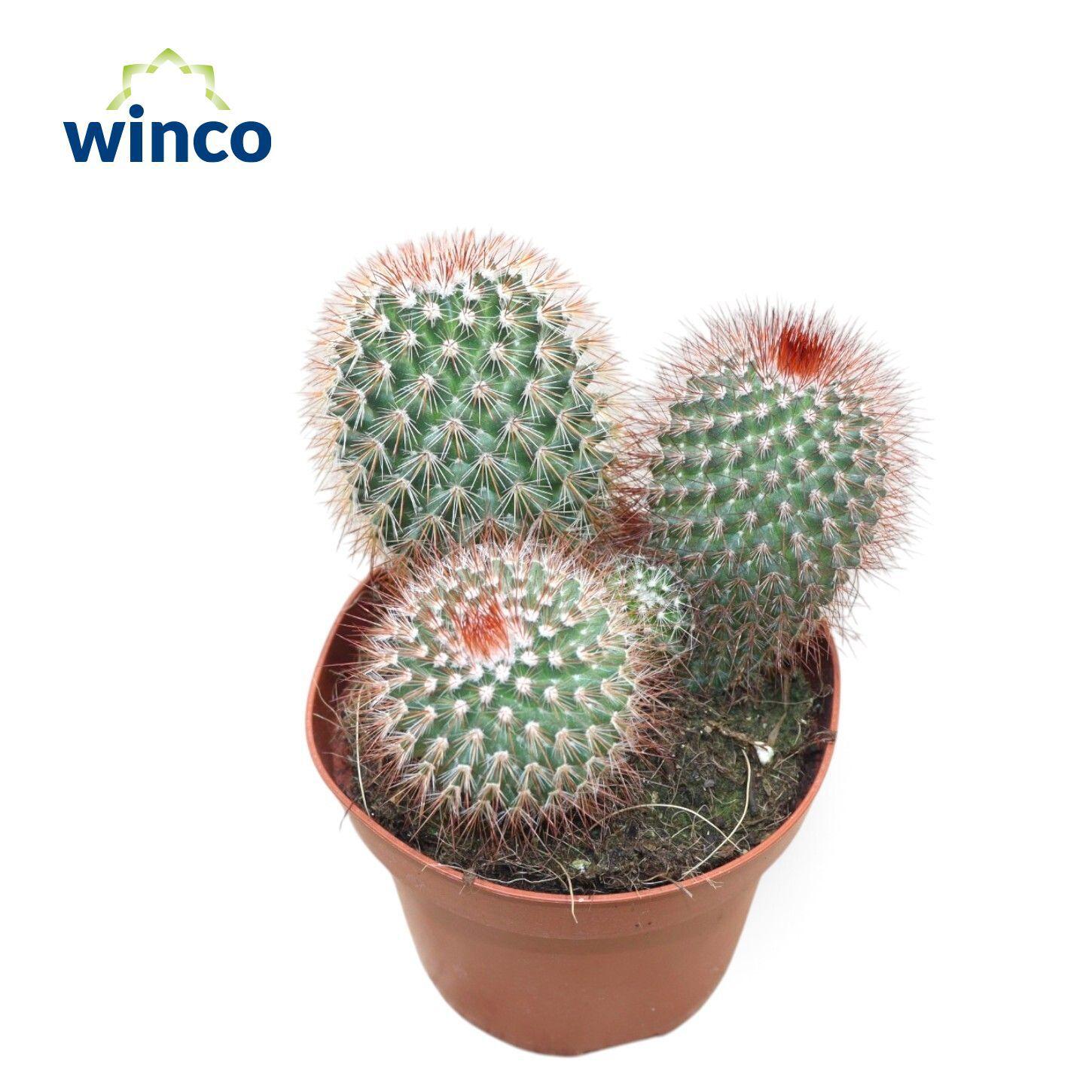 Горшечные цветы и растения оптом Mammillaria Spinossisima Rubra Group от 6шт из Голландии с доставкой по России