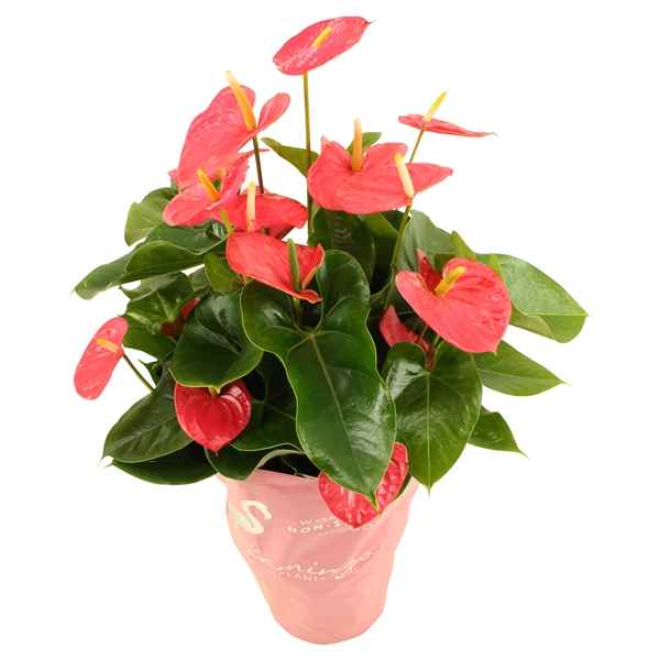 Горшечные цветы и растения оптом Anth An Arisa Pink 10+ Deco Sleeve от 1шт из Голландии с доставкой по России