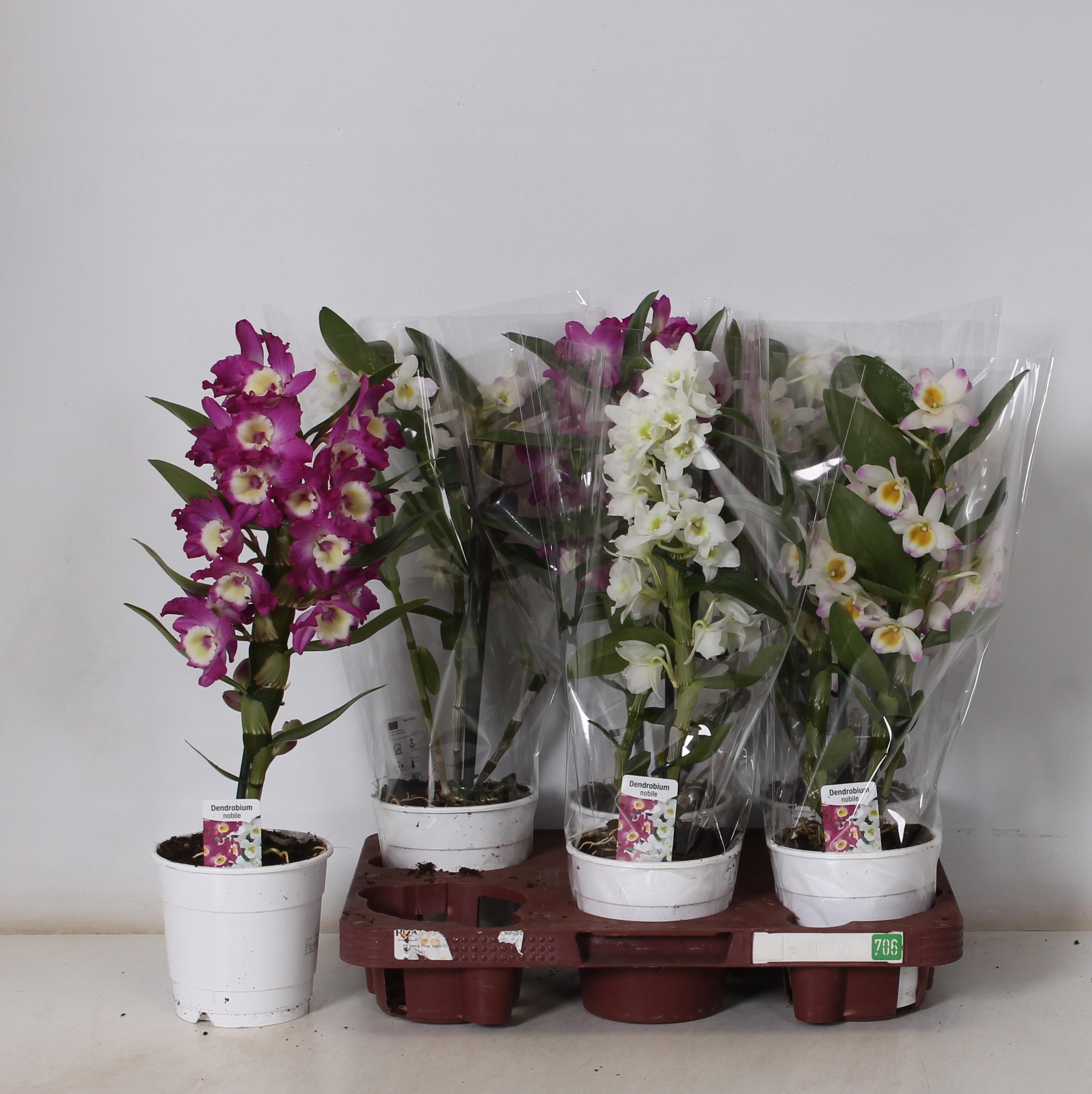 Горшечные цветы и растения оптом Dendrobium Nob. Mix от 6шт из Голландии с доставкой по России