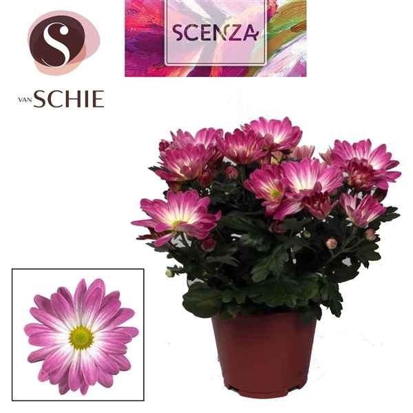 Горшечные цветы и растения оптом Chrys Magarita Bicolor Pink Secret (scenza) от 8шт из Голландии с доставкой по России