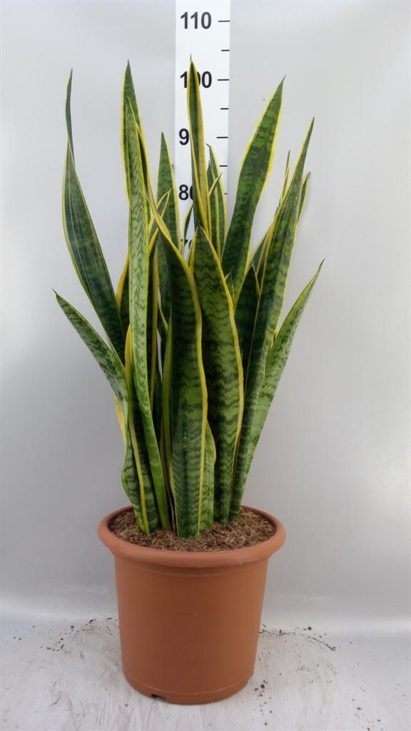 Горшечные цветы и растения оптом Sansevieria Trifa. laurentii от 1шт из Голландии с доставкой по России