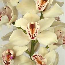 Срезанные цветы оптом Cymbidium white cascade от 9шт. из Голландии с доставкой по России