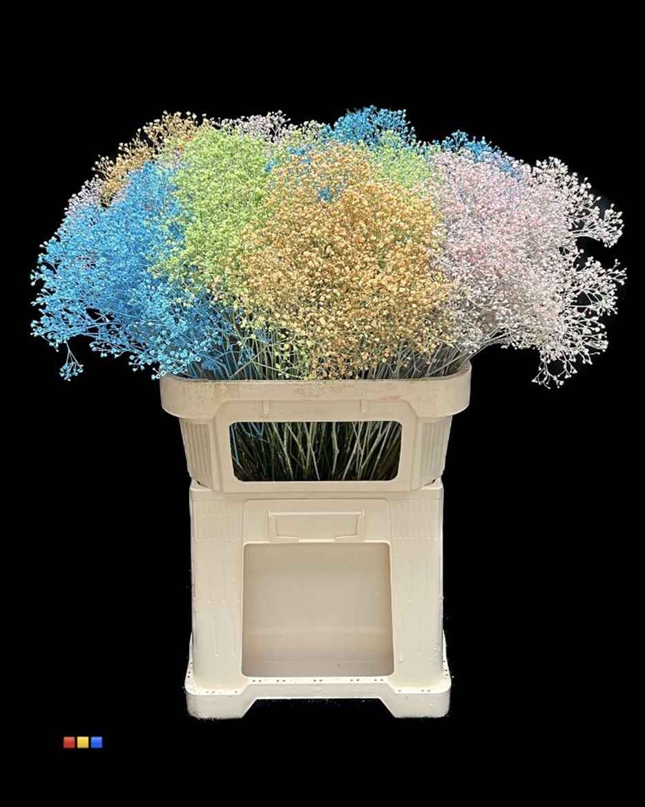 Срезанные цветы оптом Gyps mst paint pastel air от 50шт из Голландии с доставкой по России
