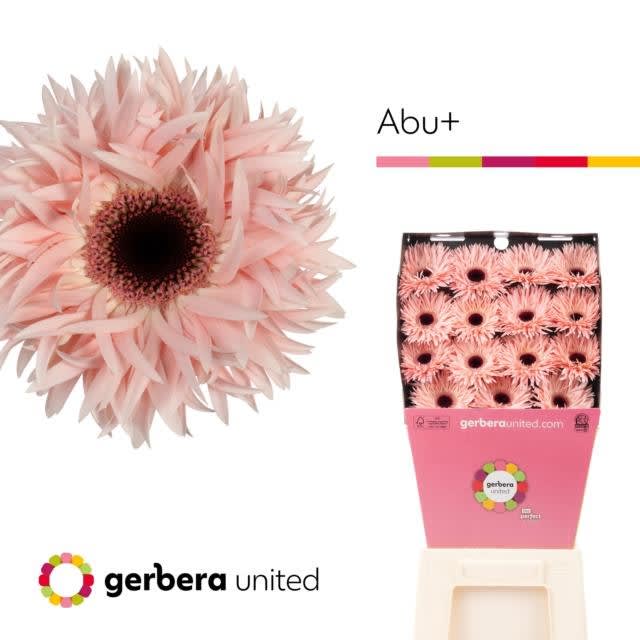 Срезанные цветы оптом Gerbera diamong gerspider abu+ от 45шт из Голландии с доставкой по России
