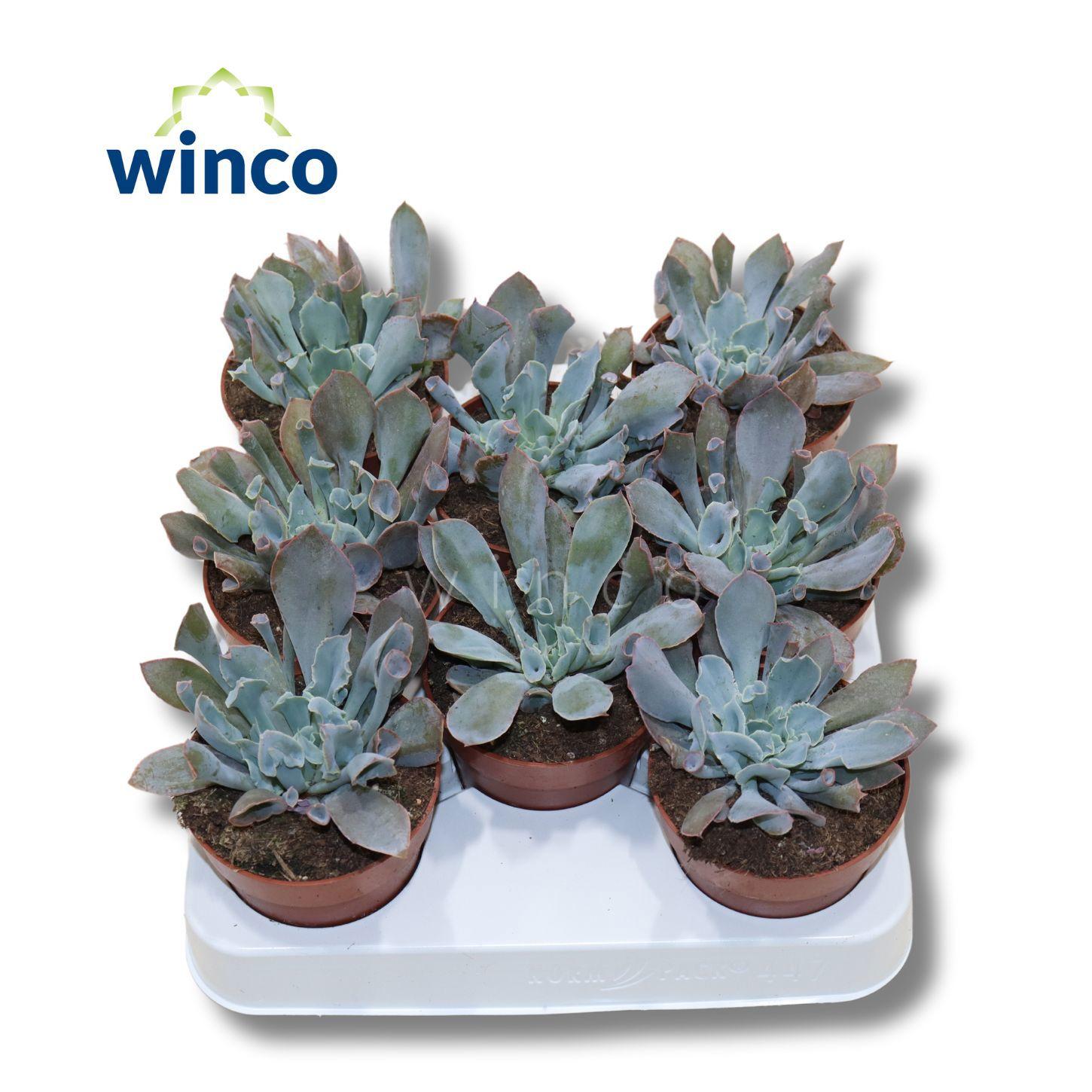 Горшечные цветы и растения оптом Echeveria Trumpet от 8шт (для телеги) из Голландии с доставкой по России