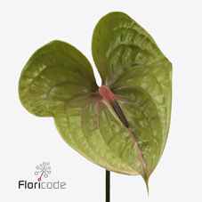 Срезанные цветы оптом Anthurium pistache от 6шт. из Голландии с доставкой по России