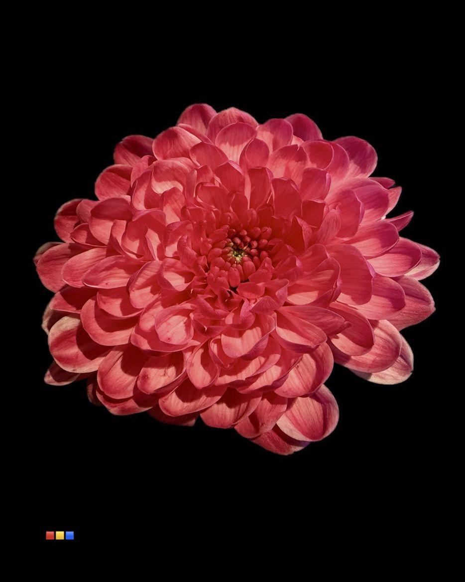 Срезанные цветы оптом Chrys sp paint altaj cherry от 40шт из Голландии с доставкой по России