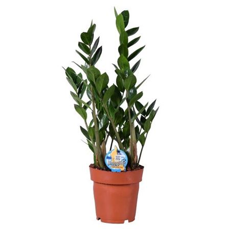 Горшечные цветы и растения оптом Zamioculcas 6+ от 1шт из Голландии с доставкой по России