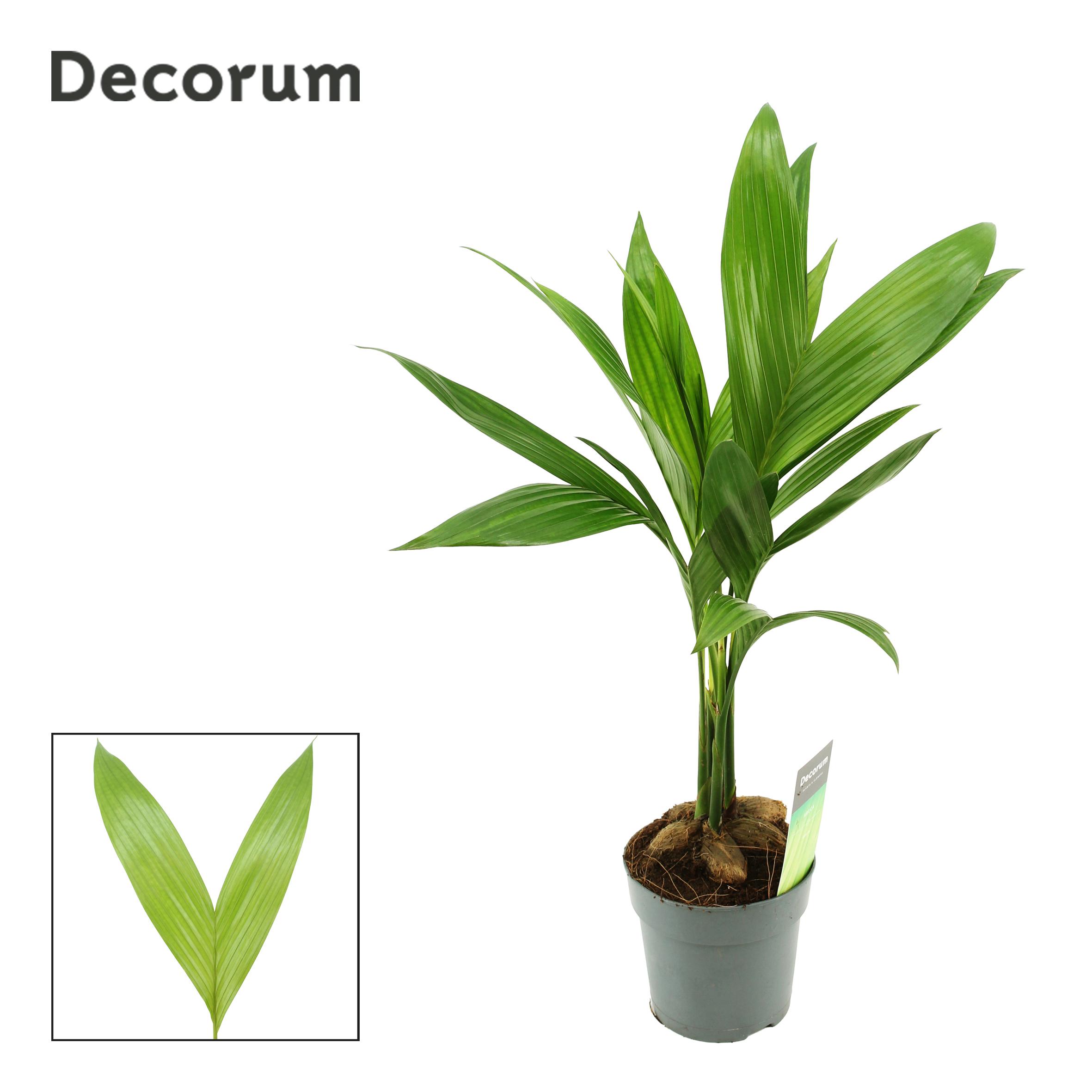 Горшечные цветы и растения оптом Areca Catechu (decorum) от 10шт из Голландии с доставкой по России
