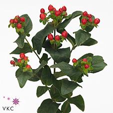 Срезанные цветы оптом Hypericum mag lightning от 125шт из Голландии с доставкой по России Срезанные цветы оптом Hypericum mag lightning от 125шт из Голландии с доставкой по России