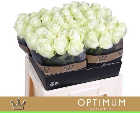 Срезанные цветы оптом Rosa large avalanche+ Bernhard Optimum от 40шт. из Голландии с доставкой по России
