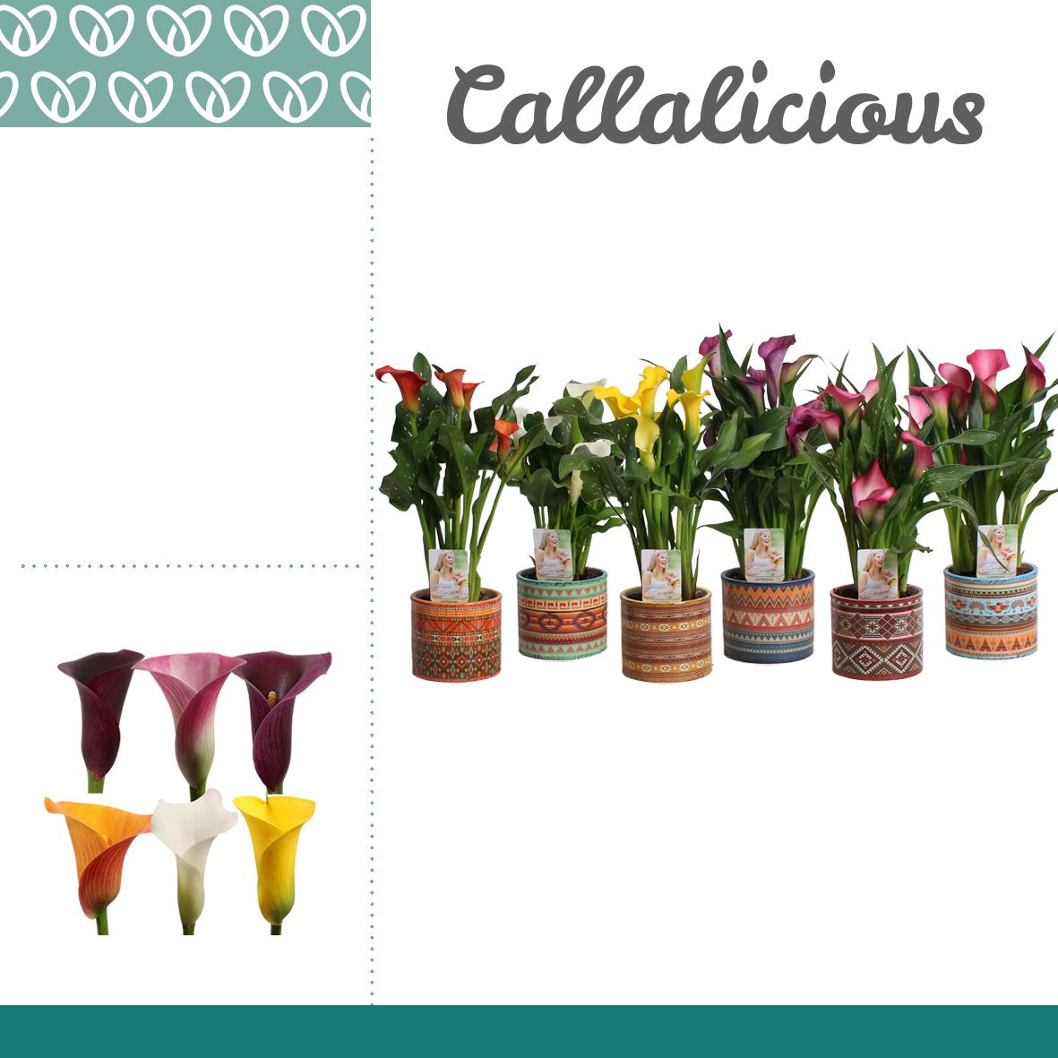 Горшечные цветы и растения оптом Zantedeschia Mix In Pot Africa от 6шт из Голландии с доставкой по России