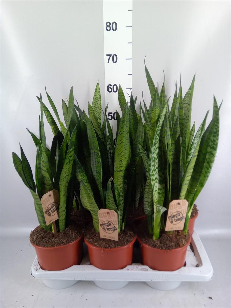 Горшечные цветы и растения оптом Sansevieria Zeylanica от 6шт из Голландии с доставкой по России