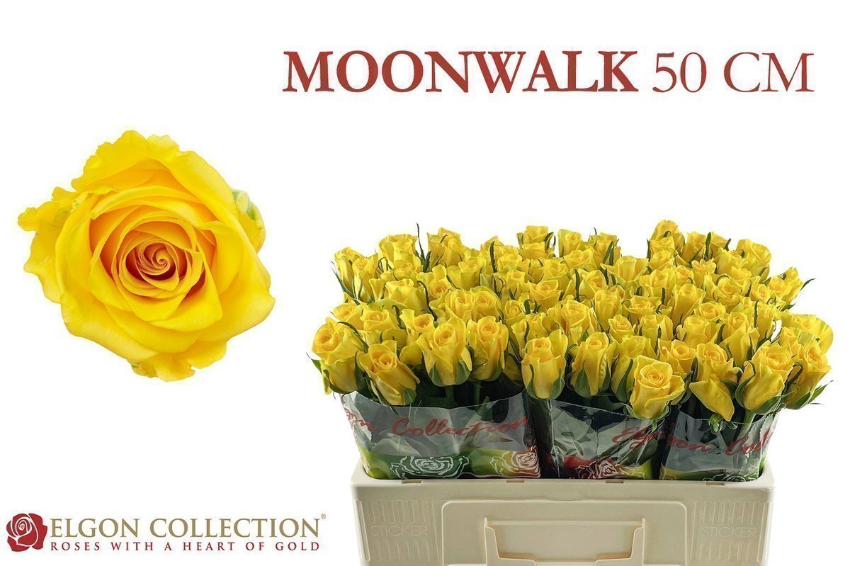 Срезанные цветы оптом Rosa large moonwalk от 420шт из Голландии с доставкой по России