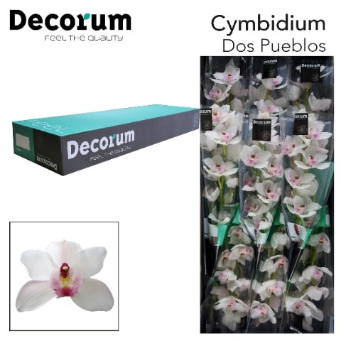 Срезанные цветы оптом Cymbidium white jungfrau dos pueblos от 9шт из Голландии с доставкой по России