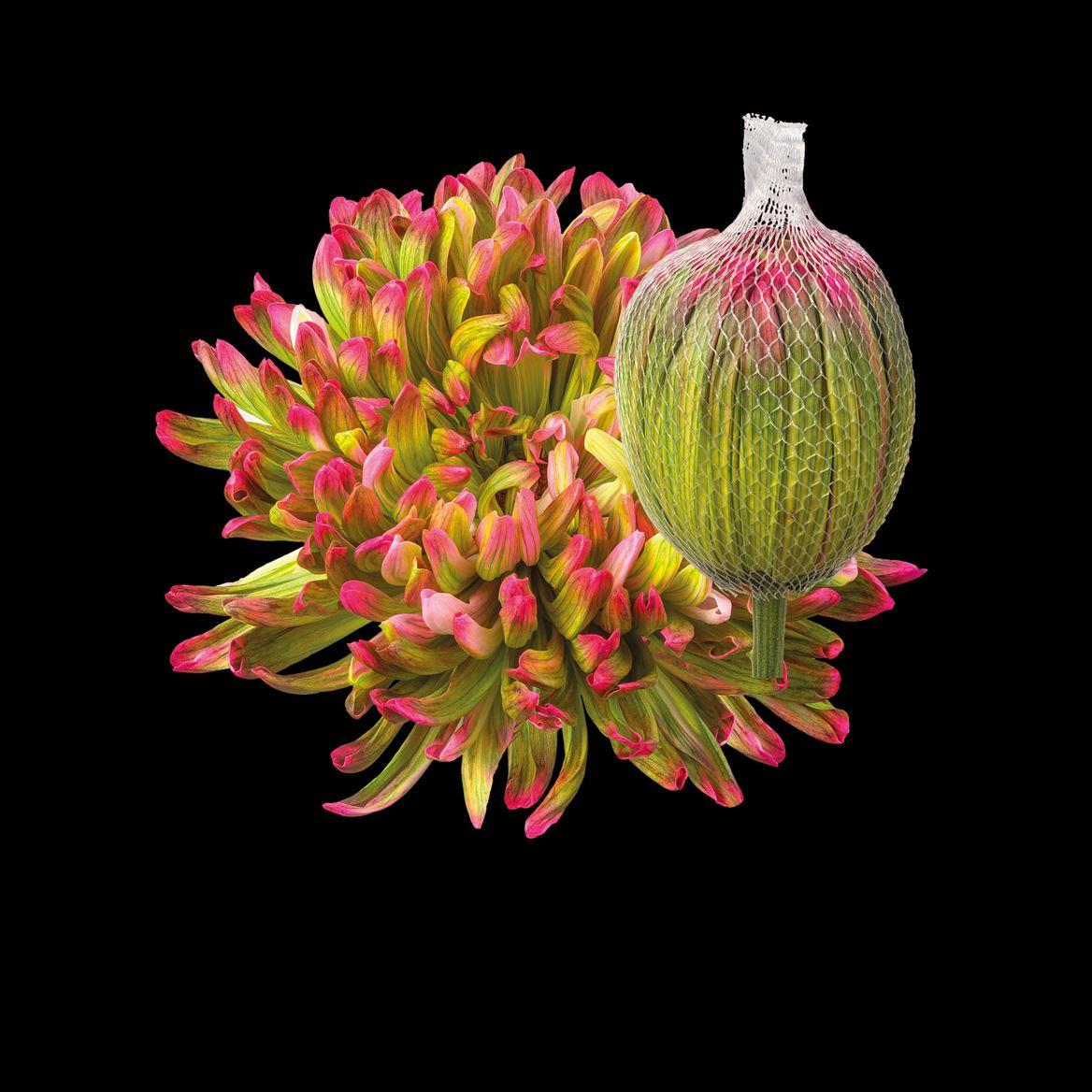 Срезанные цветы оптом Chrys bl paint antonov hortensia от 40шт из Голландии с доставкой по России