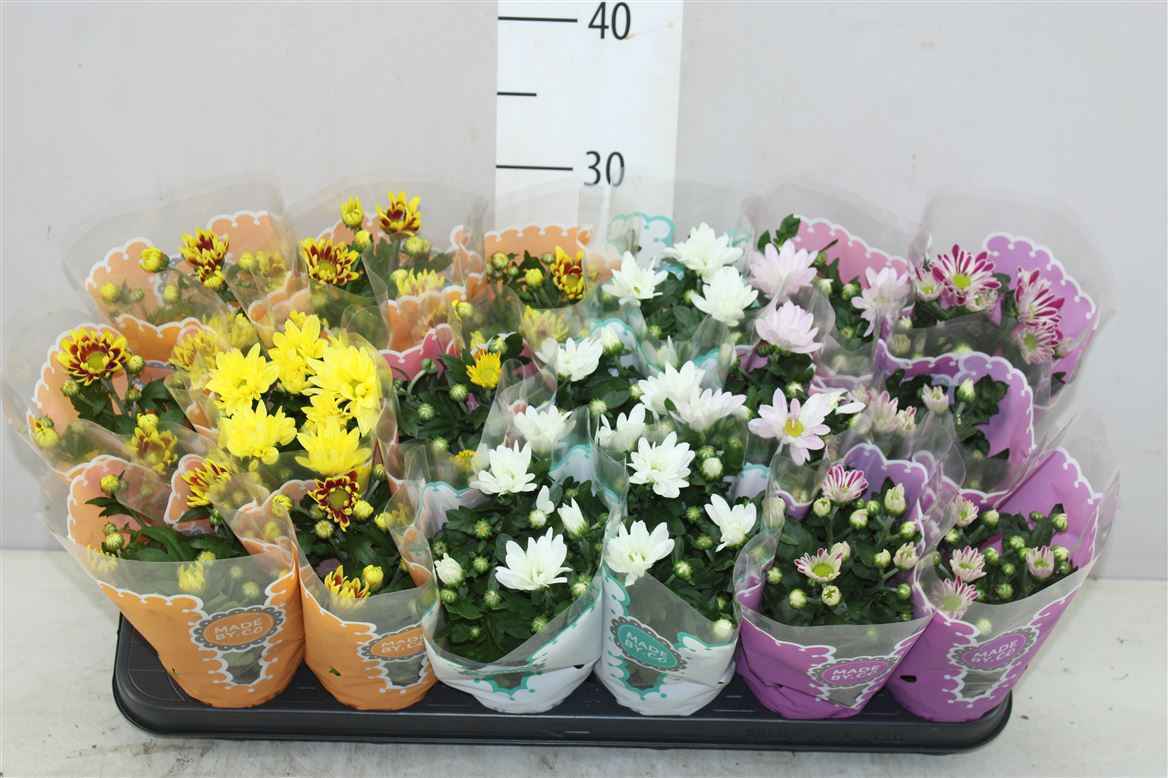 Горшечные цветы и растения оптом Chrysanth Gemengd от 18шт из Голландии с доставкой по России
