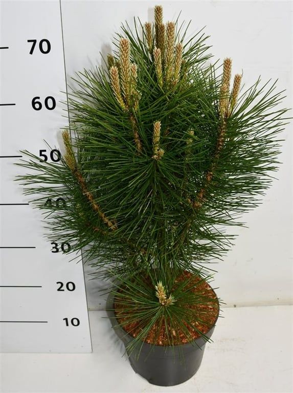 Горшечные цветы и растения оптом Pinus Nigra Pyramidalis от 1шт из Голландии с доставкой по России