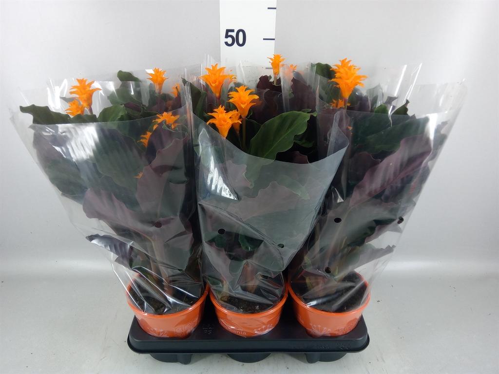 Горшечные цветы и растения оптом Calathea Crocata tassmania от 6шт из Голландии с доставкой по России