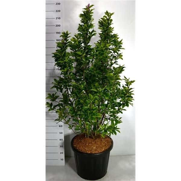 Горшечные цветы и растения оптом Magnolia Susan от 1шт из Голландии с доставкой по России