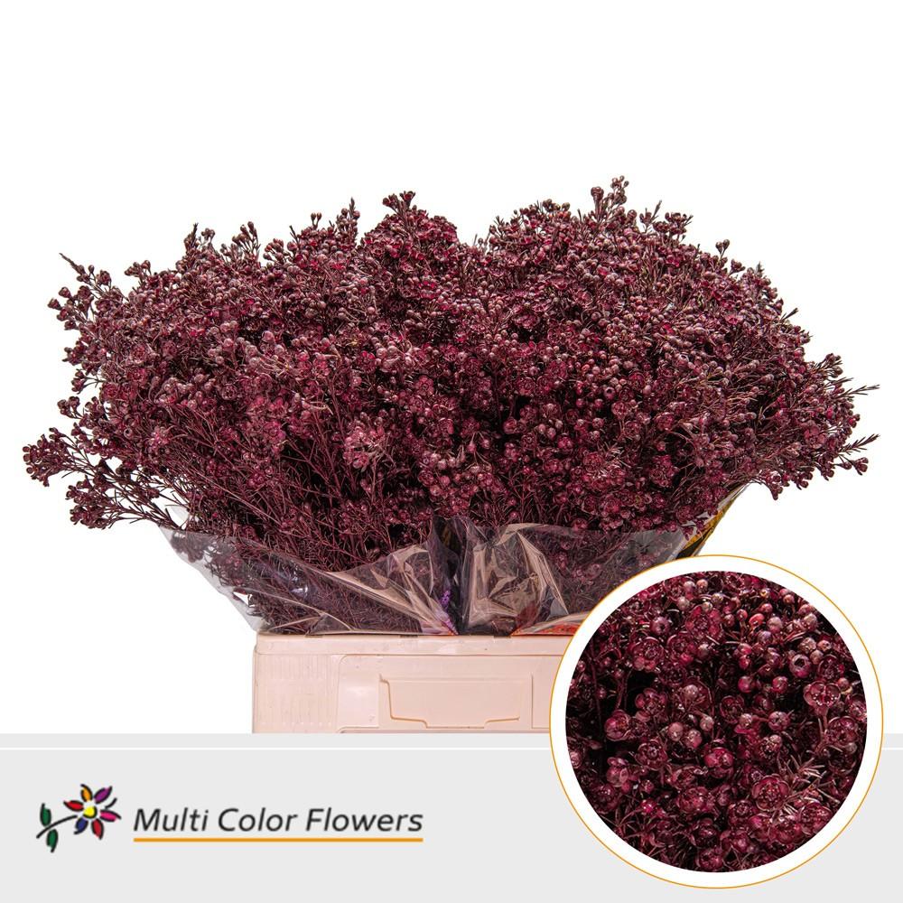 Срезанные цветы оптом Chamelaucium paint bordeaux от 100шт из Голландии с доставкой по России