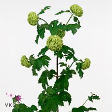 Срезанные цветы оптом Viburnum roseum per bunch от 4шт из Голландии с доставкой по России