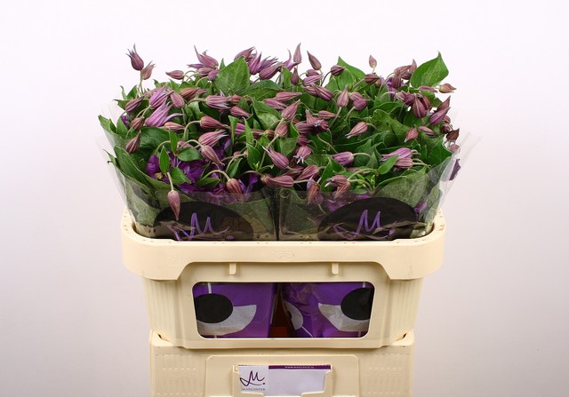 Срезанные цветы оптом Clematis amazing sydney от 60шт из Голландии с доставкой по России