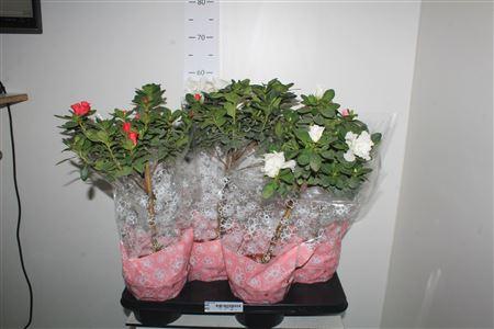 Горшечные цветы и растения оптом Rhodo Si Ov от 4шт из Голландии с доставкой по России