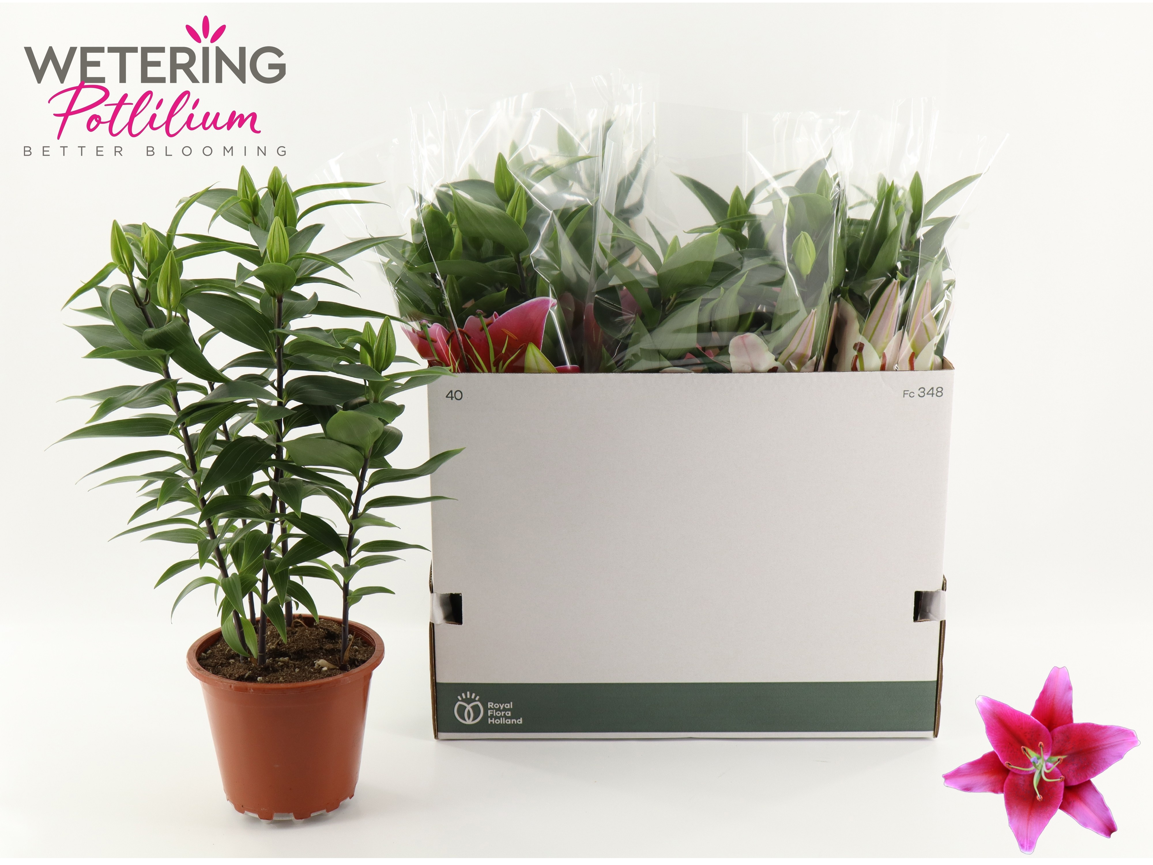 Горшечные цветы и растения оптом Lil Or Sunny Keys от 5шт из Голландии с доставкой по России