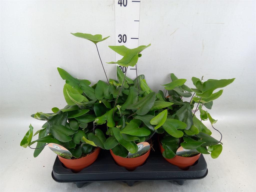 Горшечные цветы и растения оптом Hemionitis Arifolia от 6шт из Голландии с доставкой по России