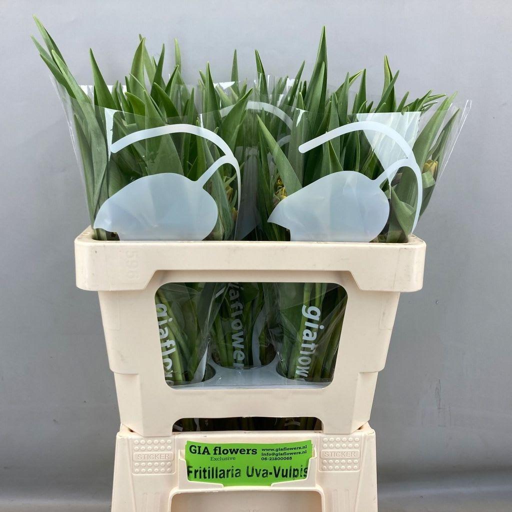 Срезанные цветы оптом Fritillaria uva-vulpis от 100шт из Голландии с доставкой по России