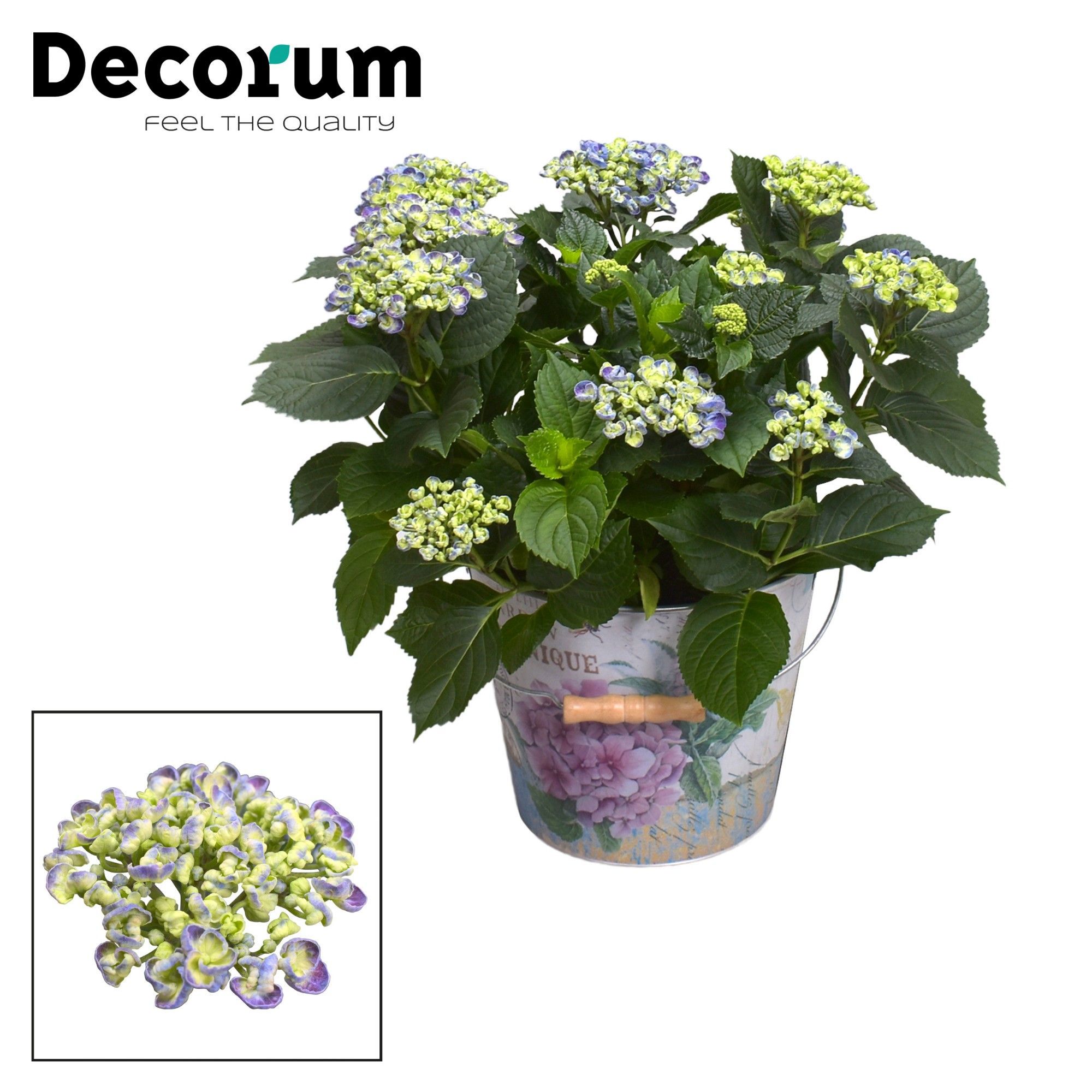 Горшечные цветы и растения оптом Hydrangea Ma Curly Wurly Blue 10+ (decorum) от 1шт из Голландии с доставкой по России