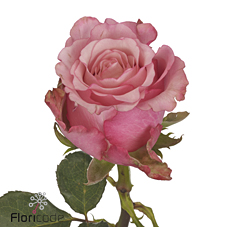 Срезанные цветы оптом Rosa large ramondo от 60шт из Голландии с доставкой по России