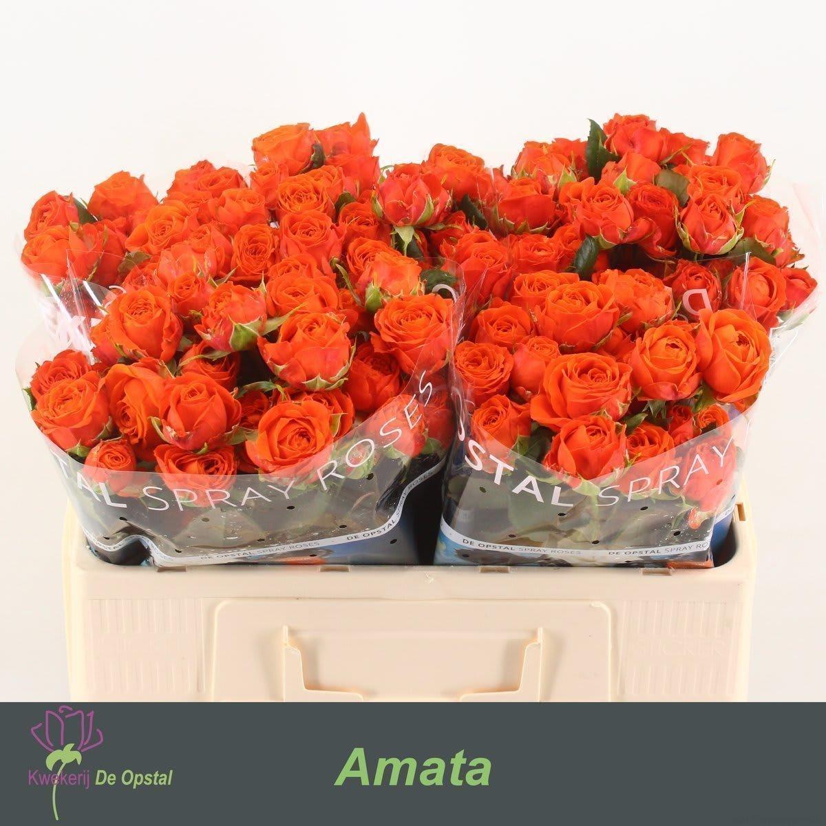 Срезанные цветы оптом Rosa spray amata от 50шт из Голландии с доставкой по России