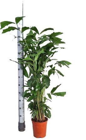 Горшечные цветы и растения оптом Caryota Mitis 25pp от 1шт из Голландии с доставкой по России