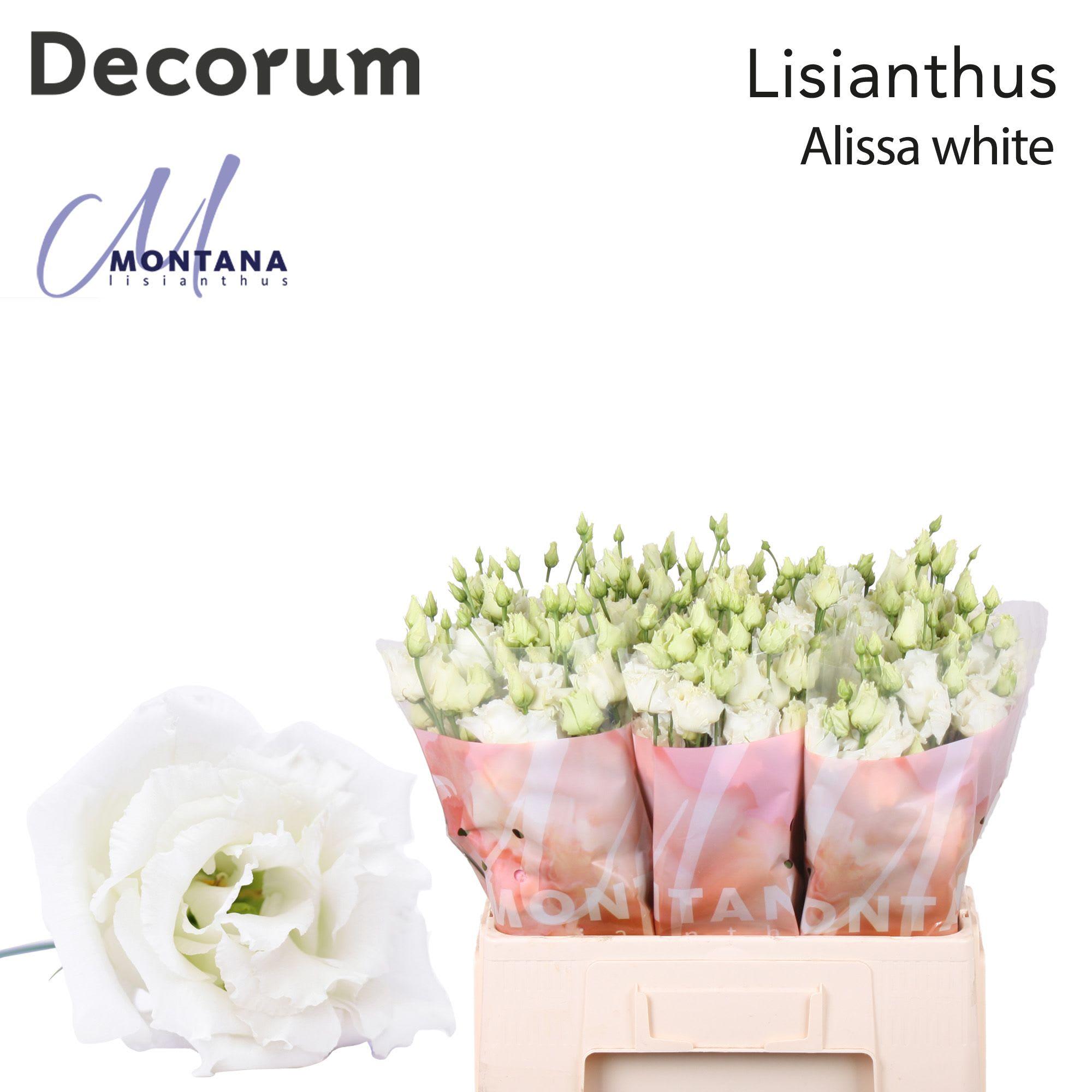 Срезанные цветы оптом Lisianthus do alissa white от 50шт из Голландии с доставкой по России