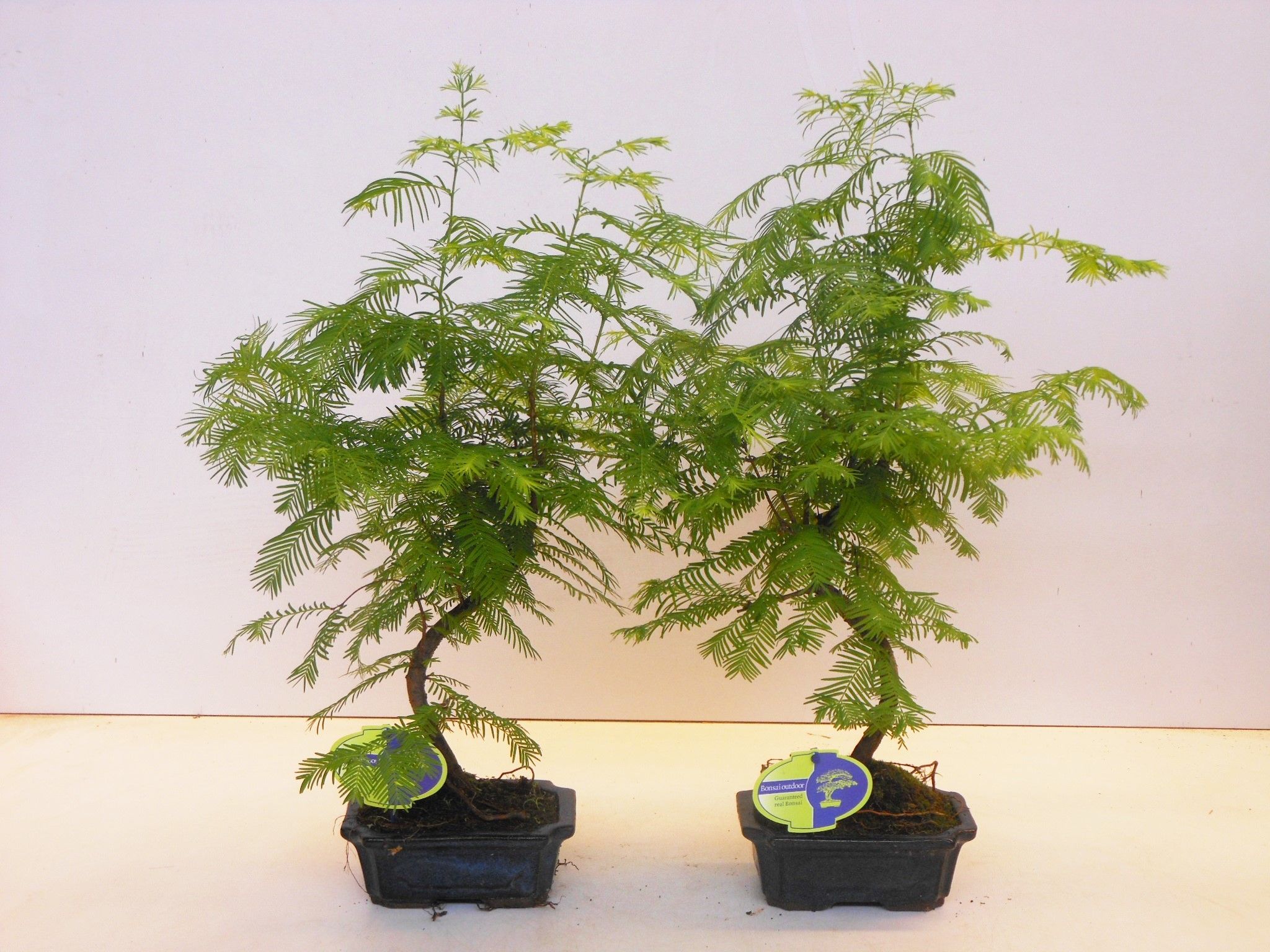 Горшечные цветы и растения оптом Bonsai Metasequoia Glyptostroboides от 8шт из Голландии с доставкой по России