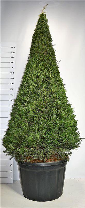 Горшечные цветы и растения оптом Taxus Bacc Cone от 1шт из Голландии с доставкой по России